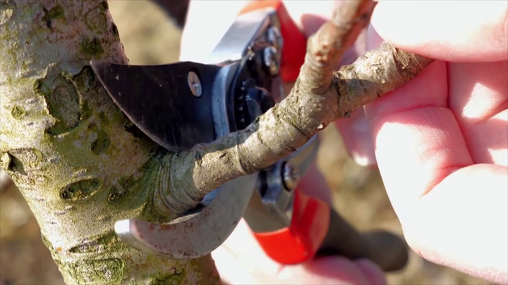 Nová záhrada - škodcovia